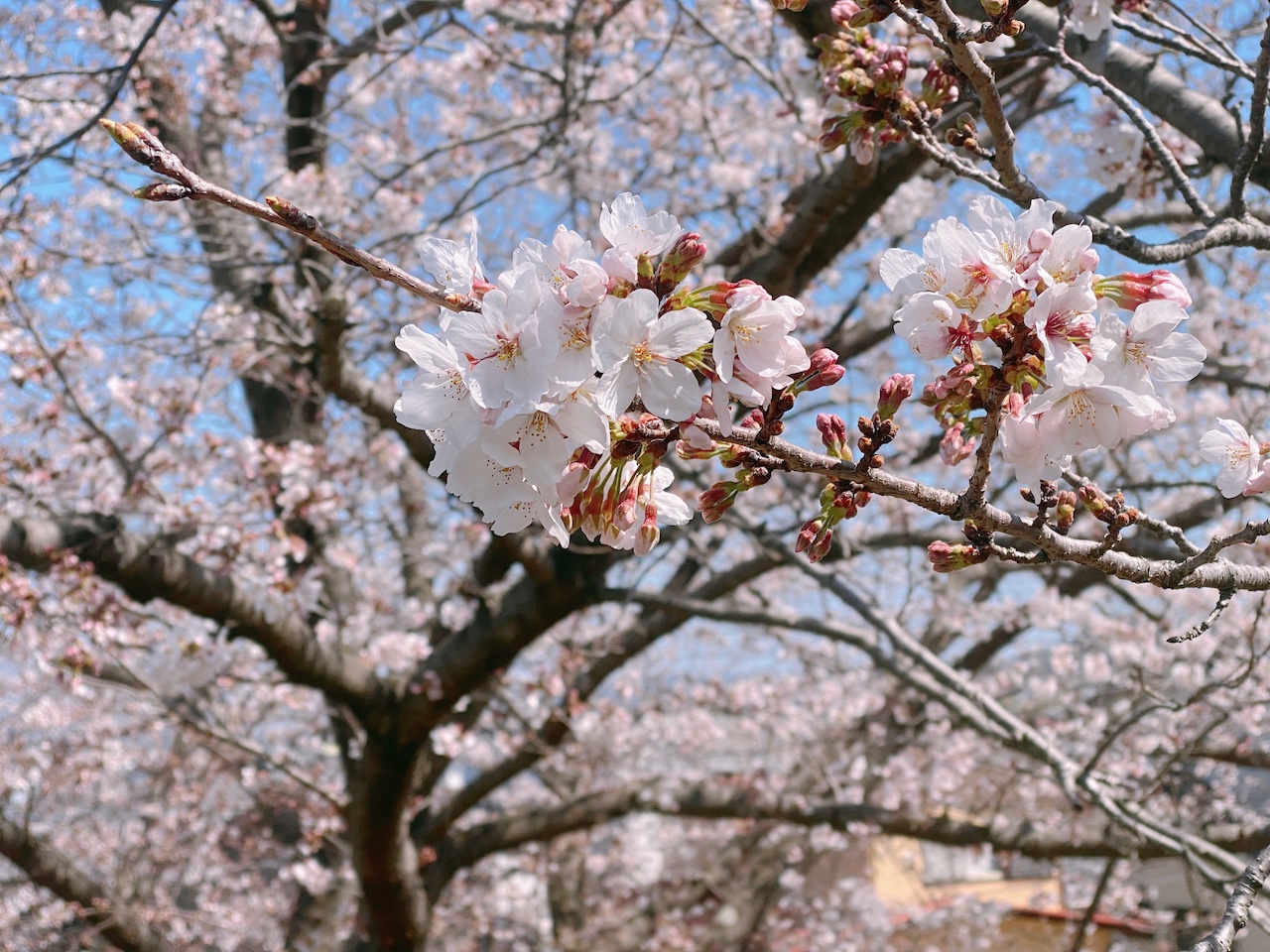 開花したばかりの桜