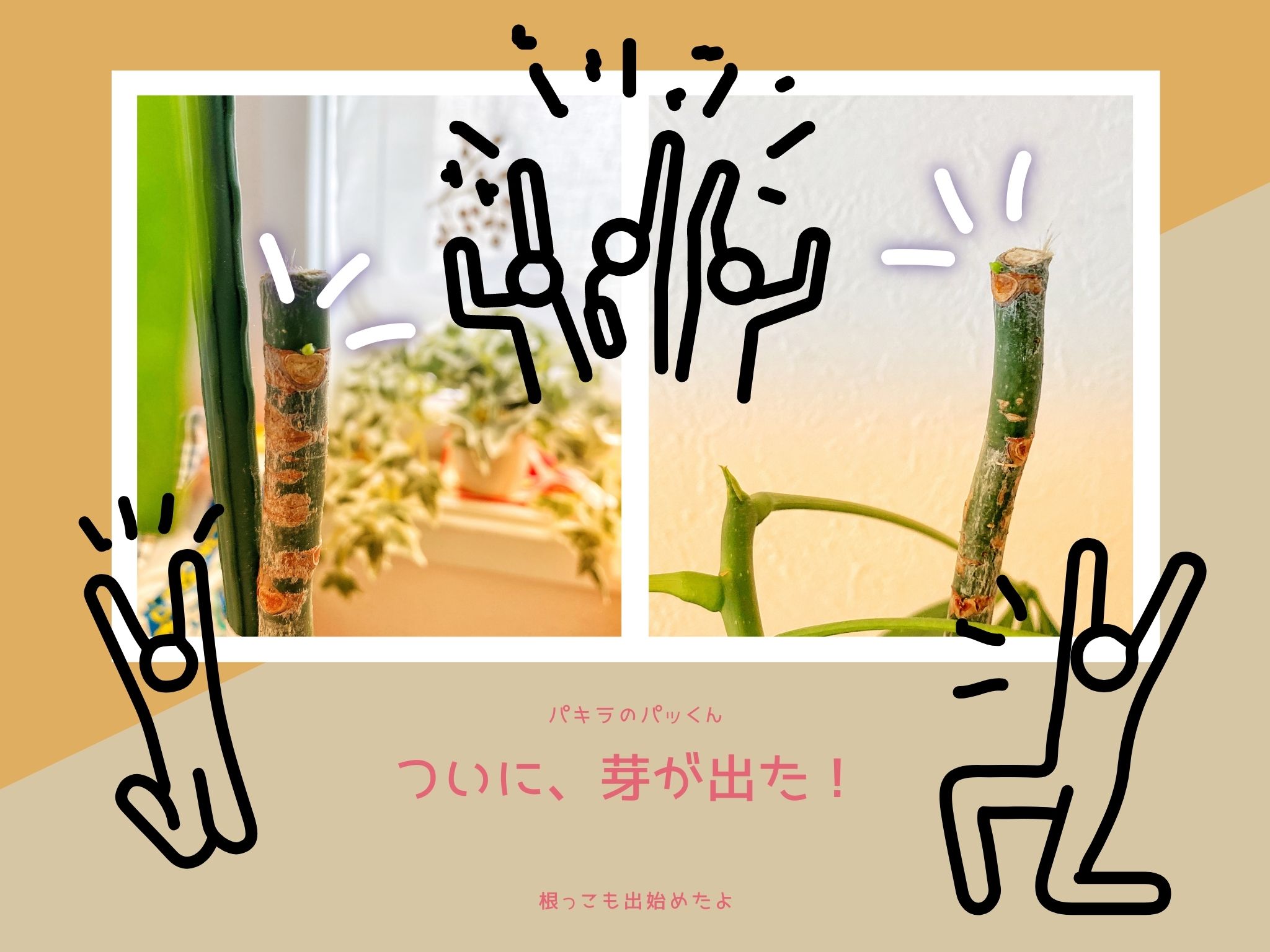 パッくん復活？